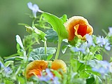 05-flowers.jpg