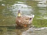 02-duck.jpg