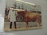 03-red cow.jpg