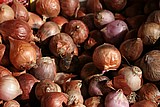 12 small onions.jpg