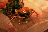 09 crab on kanpachi.jpg
